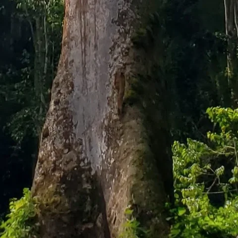 Bark detail from the opening forest photograph