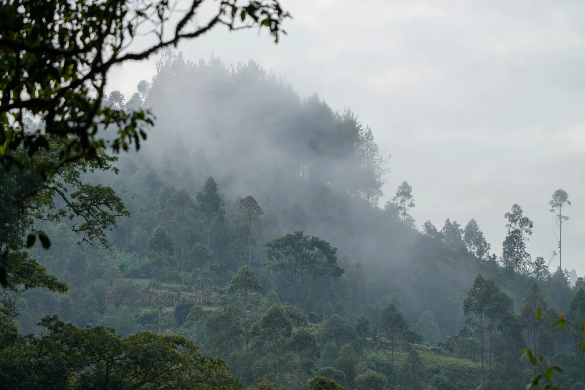 Mist rising above Bwindi forest