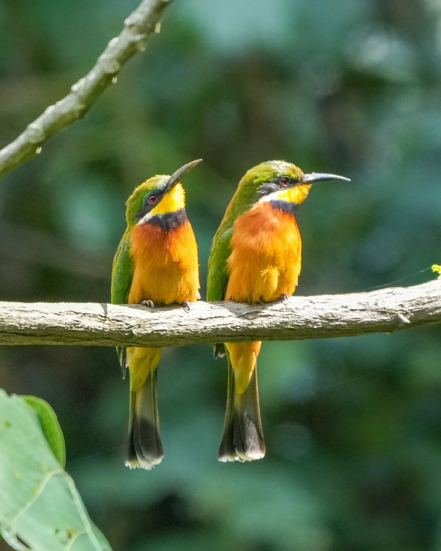 Blue-breasted bee-eaters in Bwindi