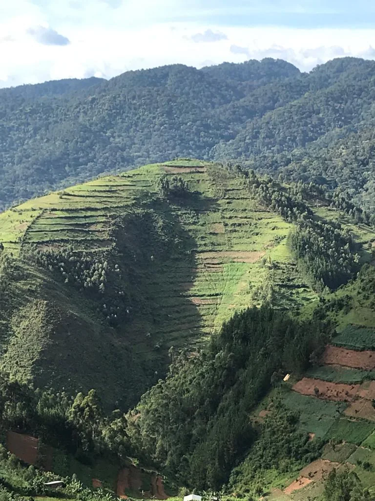 View towards Bwindi forest from Rubanda district