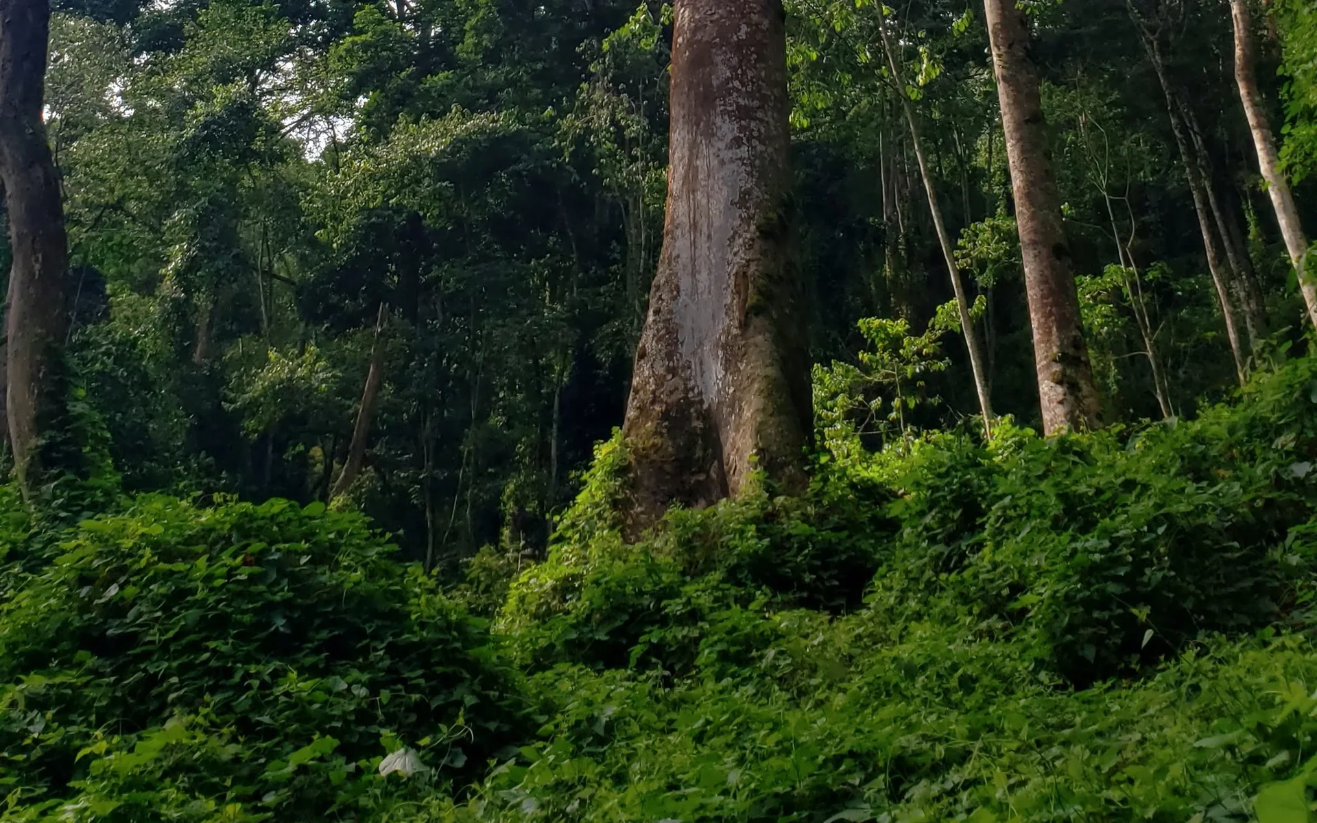 Tree trunks and dense undergrowth in Bwindi Impenetrable Forest