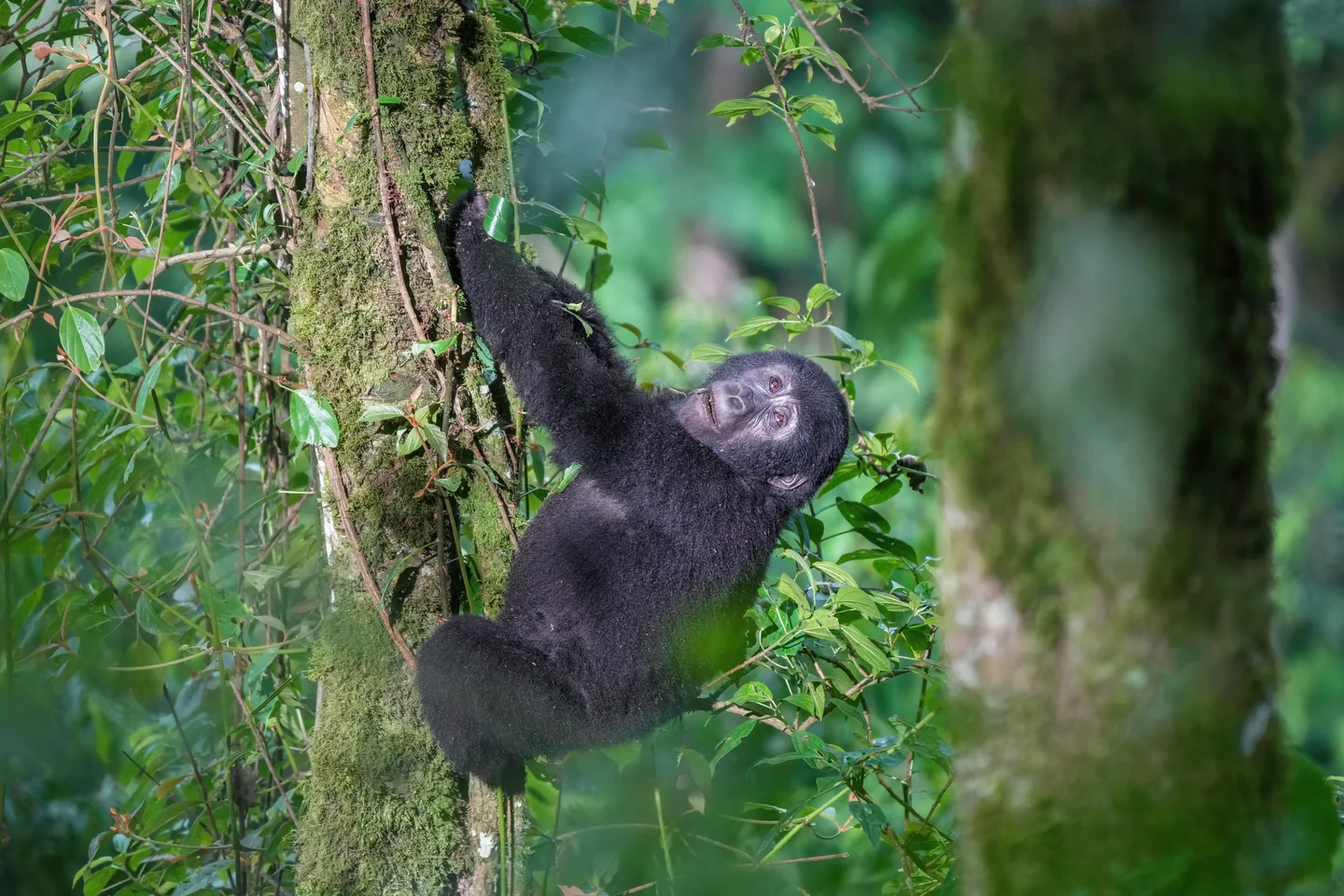 A mountain gorilla climbing among trees in Bwindi